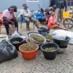 Group of people sitting on colorful plastic chairs outdoors while several buckets and bags of cannabis buds sit on the gravel ground nearby.