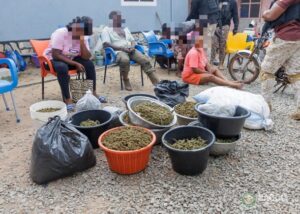 Group of people sitting on colorful plastic chairs outdoors while several buckets and bags of cannabis buds sit on the gravel ground nearby.