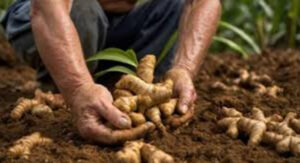 Close-up of weathered hands harvesting fresh ginger rhizomes from dark soil