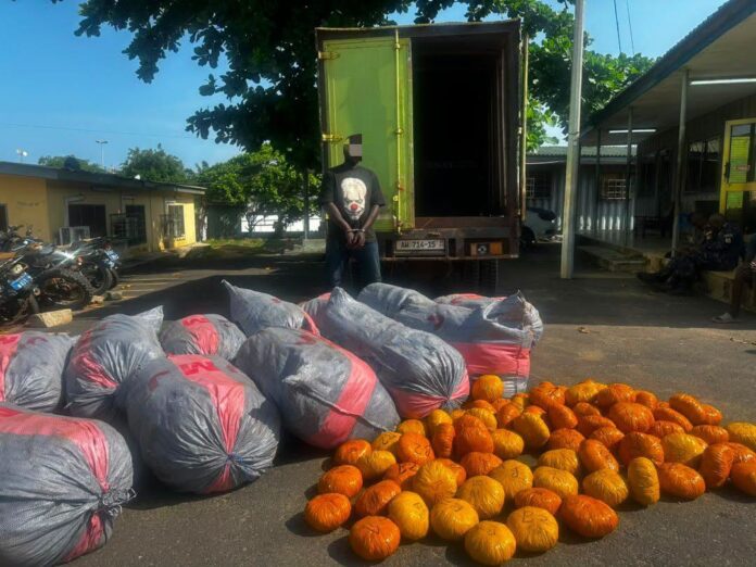 Man standing with hands restrained in front of an open green truck trailer; gray bags with red stripes and orange pumpkins are laid out on the ground in a parking area.