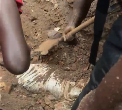 People digging in a dirt pit with shovels, uncovering a large animal carcass partially buried.