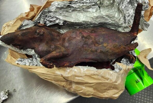Charred roasted animal carcass on crumpled brown paper and foil on a stainless steel counter