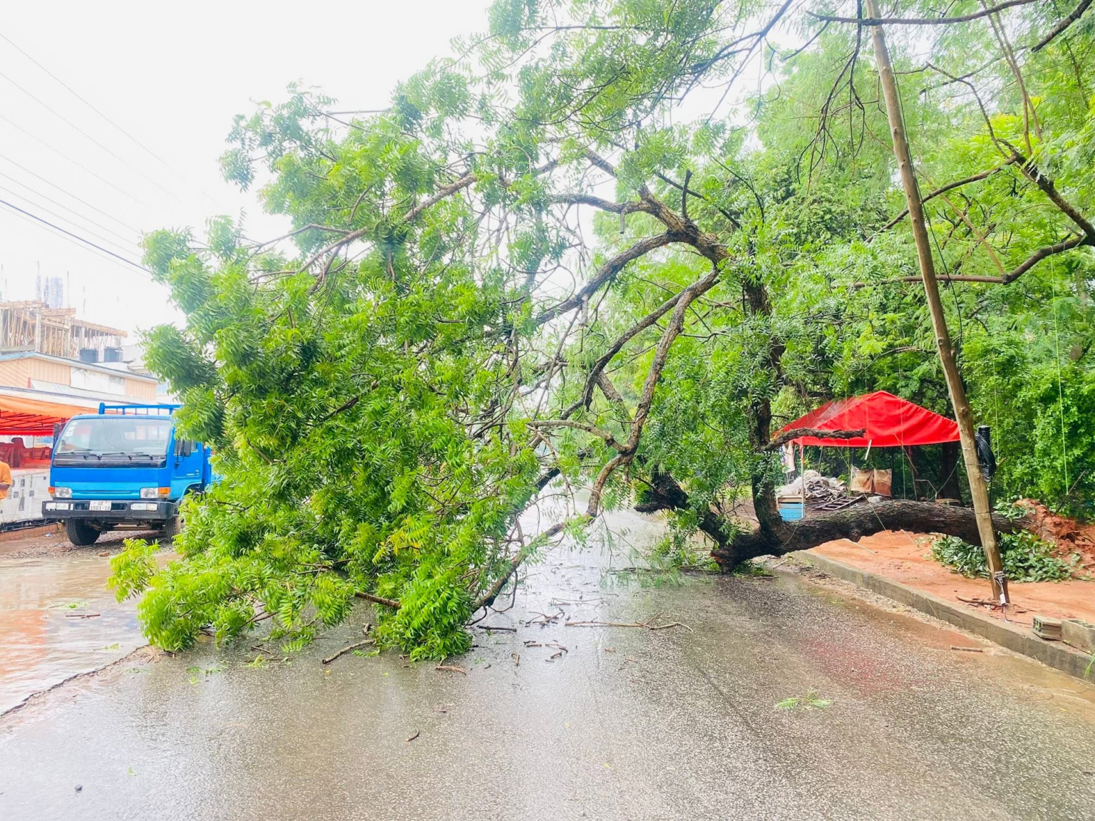image-704-1536x1152 | Ghanaguardian.com Fallen tree blocks a wet street, with a blue truck on the left and a red canopy on the right.