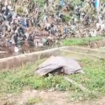 Turtle resting on grass inside a small fenced area, with people watching from behind a barrier.