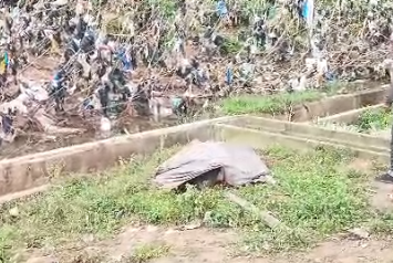 Turtle resting on grass inside a small fenced area, with people watching from behind a barrier.