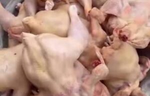 Pile of small, uncooked chickens stacked together in a poultry processing setting