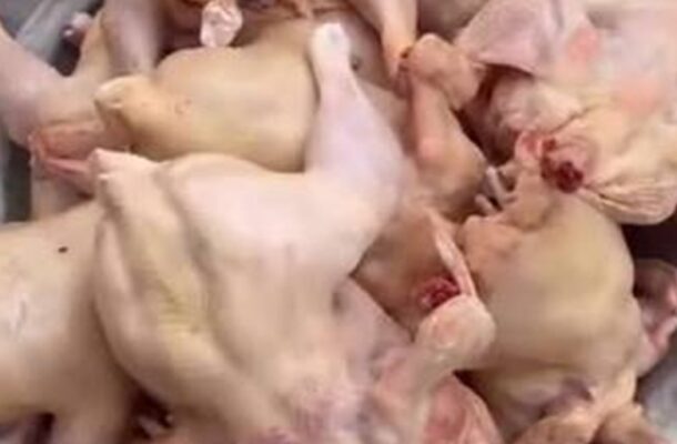 images | Ghanaguardian.com Pile of small, uncooked chickens stacked together in a poultry processing setting