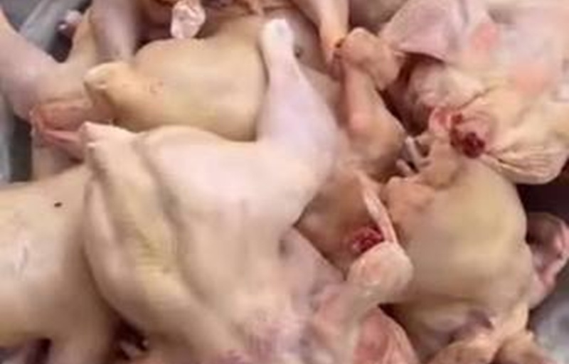 Pile of small, uncooked chickens stacked together in a poultry processing setting