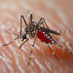 Close-up of a blood-fed mosquito on human skin, its long legs and swollen red abdomen visible.