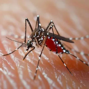 Close-up of a blood-fed mosquito on human skin, its long legs and swollen red abdomen visible.